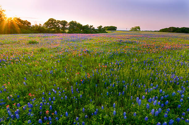 istock Bluebonnets and Indian Paintbrushes near Ennis, TX 177701262