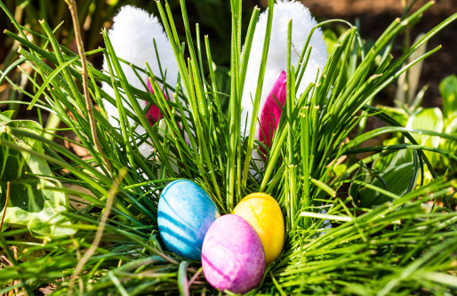 The Easter Bunny hides behind a tall bunch of grass where Easter Eggs are hidden. Holiday tradition.