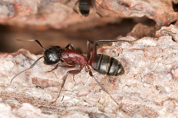 istock Macro photo of a Carpenter ant, Camponotus herculeanus 177701433