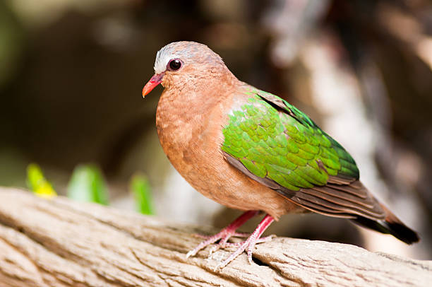 istock Emerald Dove(Green-winged Pigeon) lives in the tropical rain for 177701571