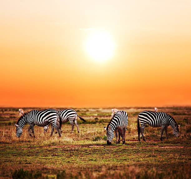 istock Zebras herd on African savanna at sunset. 177701624