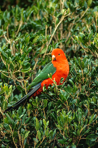 The Australian king parrot (Alisterus scapularis) is a species of parrot endemic to eastern Australia ranging from Cooktown in Queensland to Port Campbell in Victoria.  Australia. Lamington National Park.