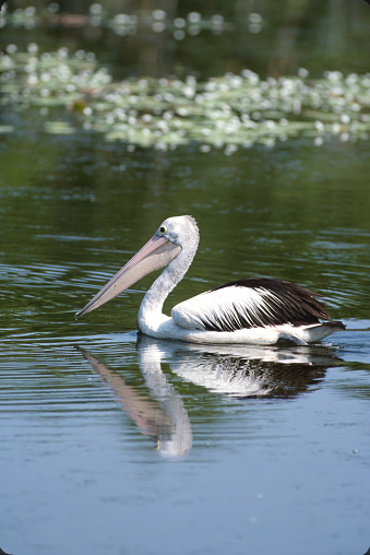 The Australian pelican (Pelecanus conspicillatus) is a large waterbird in the family Pelecanidae, widespread on the inland and coastal waters of Australia. Pelecaniformes. Northern Territory Wildlife Park