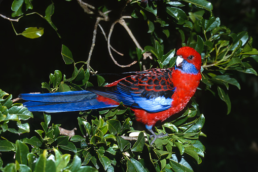 The crimson rosella (Platycercus elegans) is a parrot native to eastern and south eastern Australia. Lamington National Park