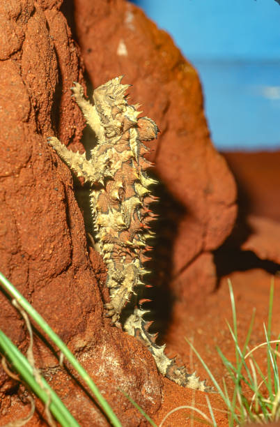 とげのある悪魔(moloch horridus)は、一般に山の悪魔、とげのあるトカゲ、とげのあるドラゴン、モロクとしても知られており、アガミダエ科のトカゲの一種です。この種はオーストラリアの固� - thorny devil lizard ストックフォトと画像