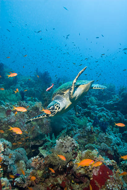 istock Adult male Hawksbill turtle. 177702447