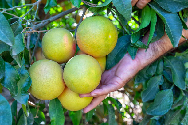 View of yellow grapefruit tree. It is a subtropical citrus tree known for its relatively large, sour to semi-sweet, somewhat bitter fruit. Grapefruit is a citrus hybrid that originated in Barbados.