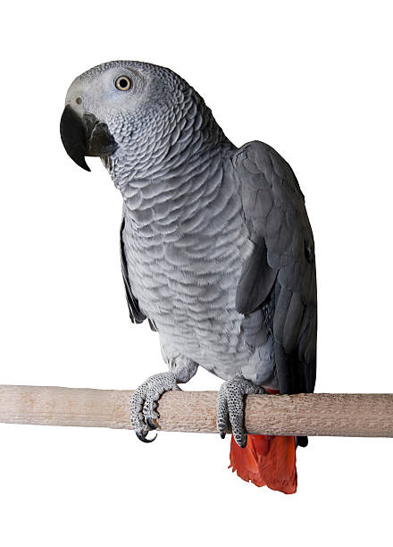 istock Big tropical grey parrot over white background 177702542