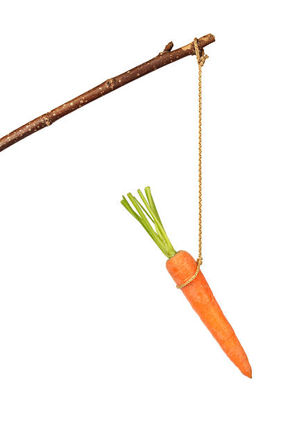 carotte sur bâton - stick dangling a carrot carrot motivation photos et images de collection