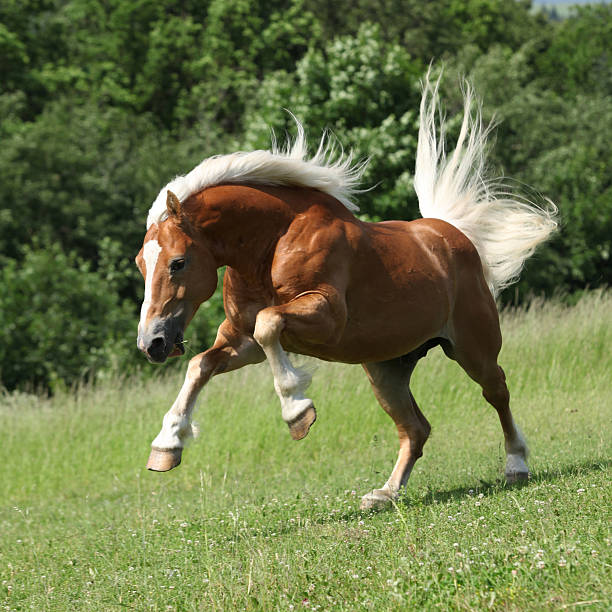 angry haflinger garanhão saltar na natureza - hafling imagens e fotografias de stock