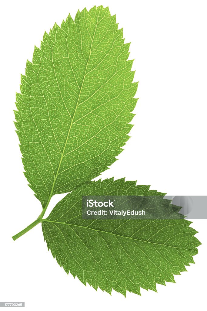 Two  green leaf isolated on white background . Two   green leaf isolated on white background. Biology Stock Photo