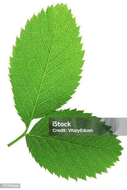 Two Green Leaf Isolated On White Background Stock Photo - Download Image Now - Biology, Botany, Branch - Plant Part