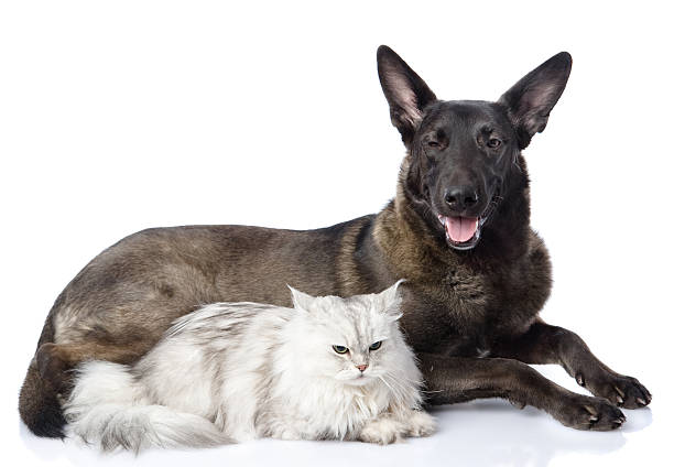 istock dog and persian cat together 177703284