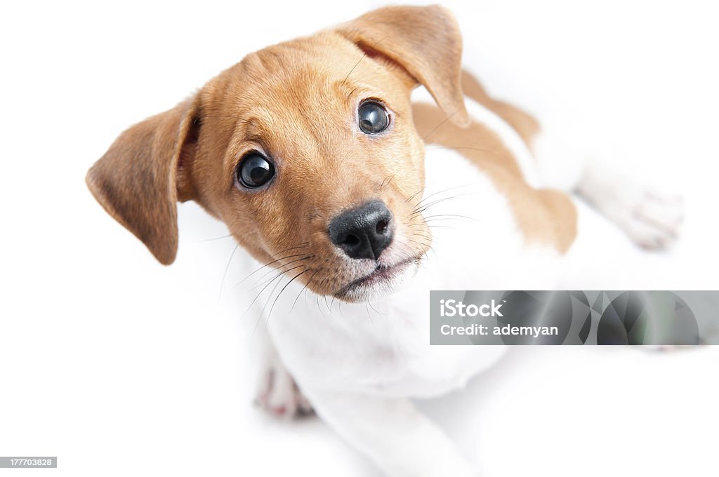子犬ジャックラッセル - ジャックラッセルテリアのロイヤリティフリーストックフォト