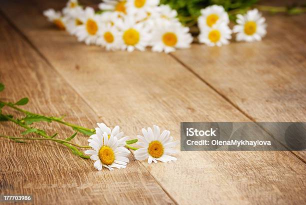 Frescas Flores De Camomila - Fotografias de stock e mais imagens de Amarelo - Amarelo, Bouquet, Branco