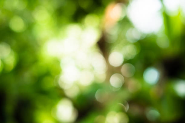 istock Blurred natural green abstract background bokeh image 1777043014
