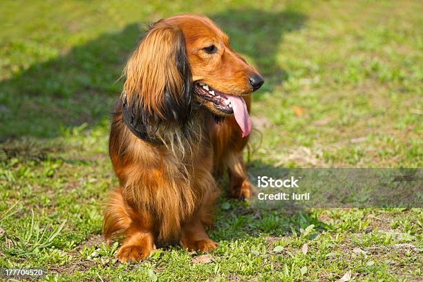 Vermelho Dachshund De Pêlo Longo - Fotografias de stock e mais imagens de Animal - Animal, Animal de Estimação, Ao Ar Livre