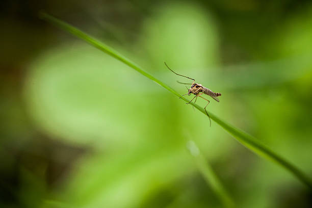 istock Closeup of little insect 177704865