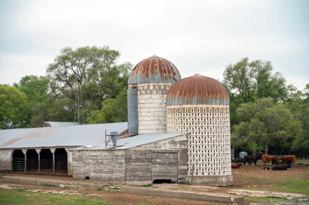 Concrete block silos on rural farm. Silo on left is for silage. Silo on right with alteranting solid and open blocks for ear corn. The open blocks have rebar across openings to keep corn from spilling out. North of Yankton, South Dakota, USA.