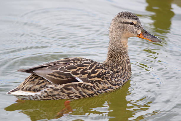 istock Mallard Swimming in Lake 177705453
