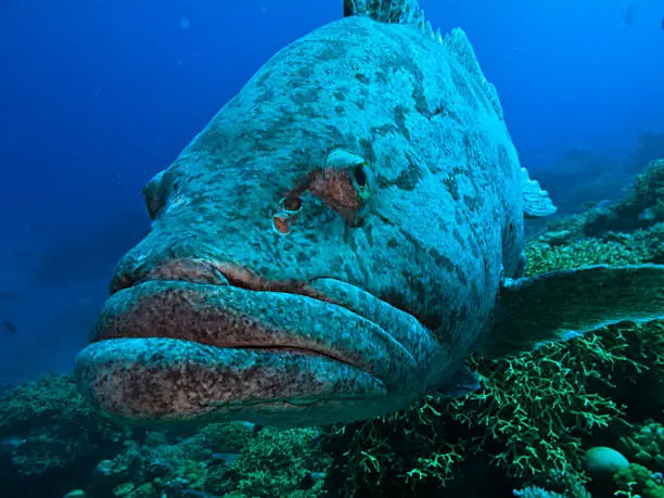 Closeup of head and mouth of Giant Potato cod (Epinephelus tukula) Great Barrier Reef Australia