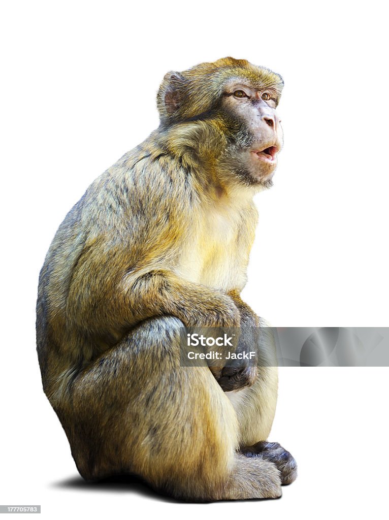 Singe magot sur fond blanc - Photo de Singe libre de droits