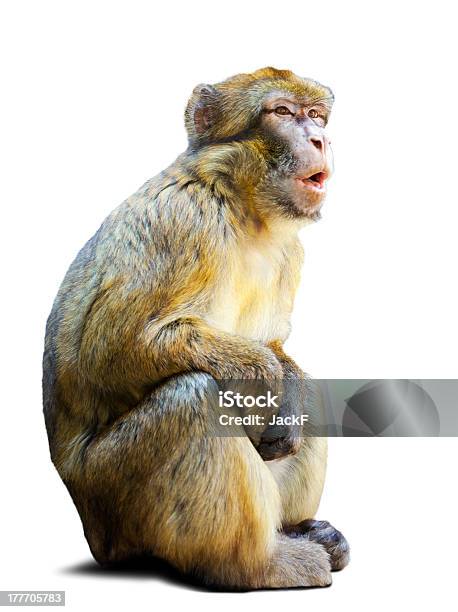 Photo libre de droit de Singe Magot Sur Fond Blanc banque d'images et plus d'images libres de droit de Singe - Singe, Macaque, Singe magot