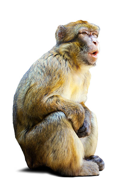 Barbary macaque over white  background Barbary macaque (Macaca sylvanus). Isolated over white background with shade barbary macaque stock pictures, royalty-free photos & images