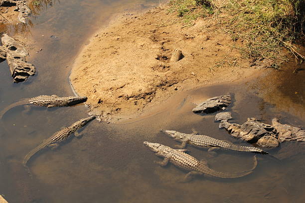Multiple crocodiles lying in a pool stock photo