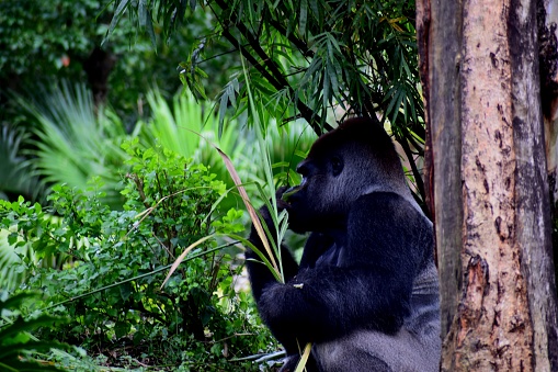 Gorilla eating a meal in the brush