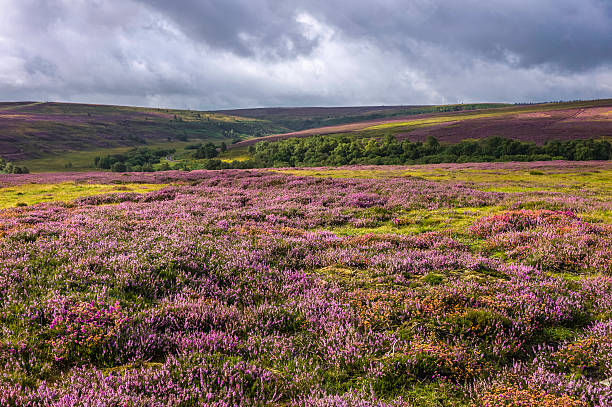 istock Heather in bloom, North York Moors, Goathland, Yorkshire, UK. 177706238