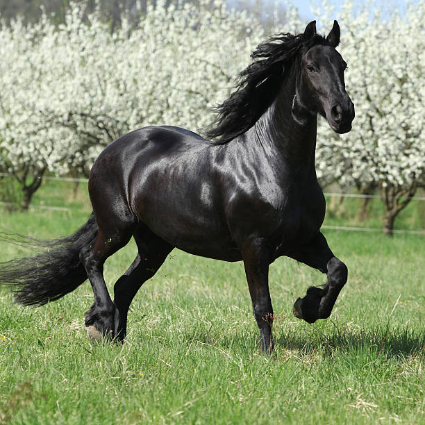 istock Friesian mare in front of flowering plum trees 177706257