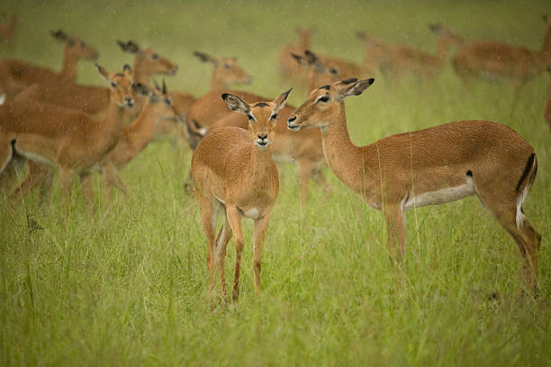 Impala herd in the rain stock photo