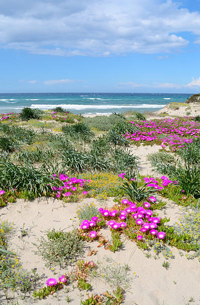 hottentots feige blumen - sea fig stock-fotos und bilder