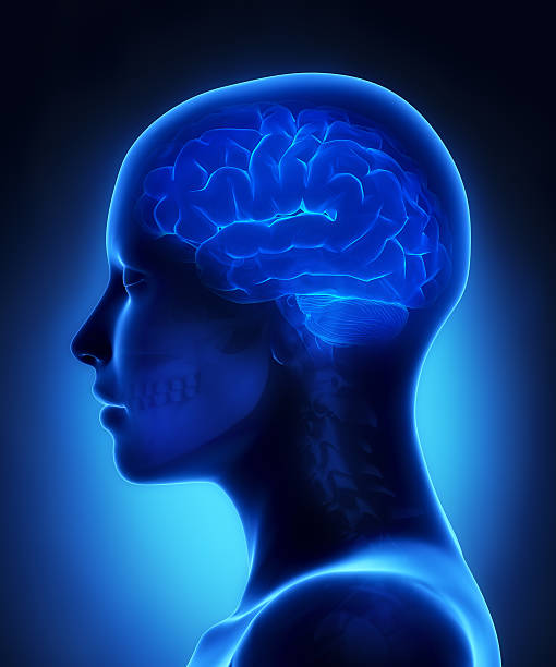 脳 x 線の眺め - medulla oblongata ストックフォトと画像