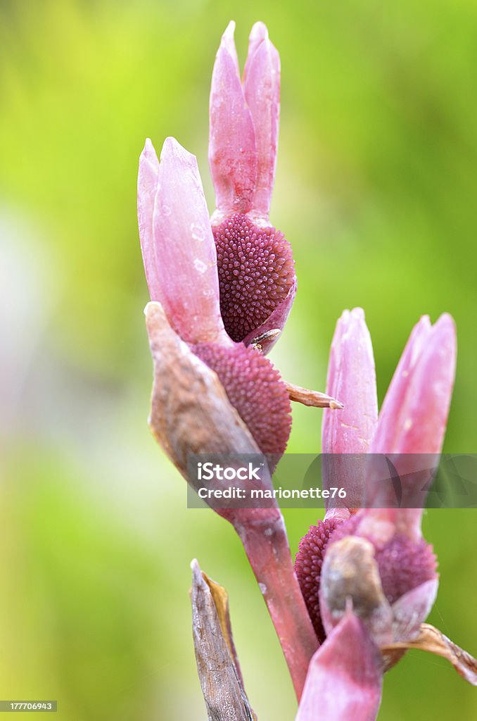 Orchidee in primavera - Foto stock royalty-free di Ambientazione esterna