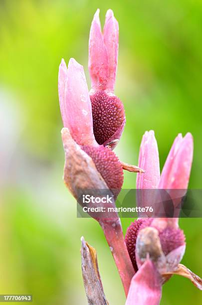 Orchidee In Primavera - Fotografie stock e altre immagini di Ambientazione esterna - Ambientazione esterna, Bellezza, Bellezza naturale