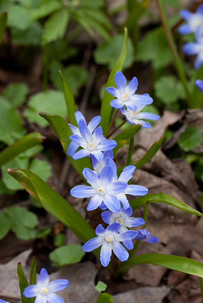 istock Little spring flowers growing in the garden 177707162