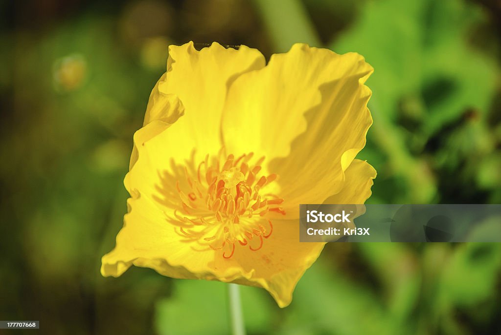 FLEUR jaune - Photo de Arbre en fleurs libre de droits