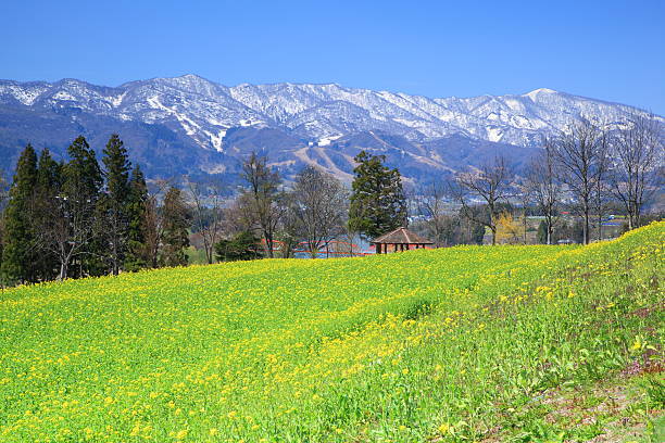 istock Rapeseed field and mountain 177707673