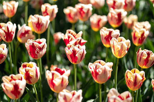 Beautiful bouquets of spring tulip flowers for various festive occasions, close-up. Stock photo