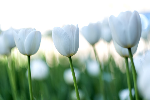 Brilliant tulip flowers with white petals during springtime