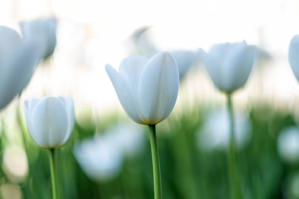 istock Brilliant tulip flowers with white petals 1777078486