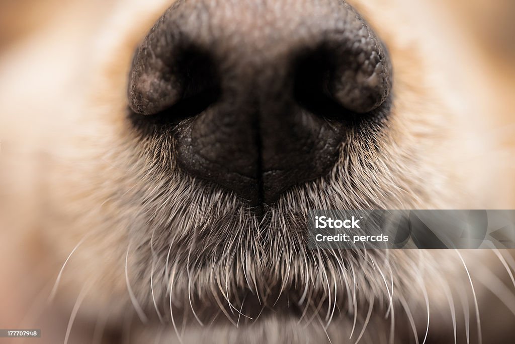 dog nose "Close up of a spaniel nose, shallow depth of field." Dog Stock Photo