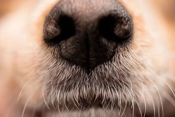 "Close up of a spaniel nose, shallow depth of field."