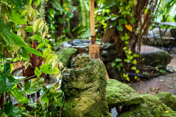istock Green lush foliage moss and fern in reshness plant garde, rainforest. 1777079607