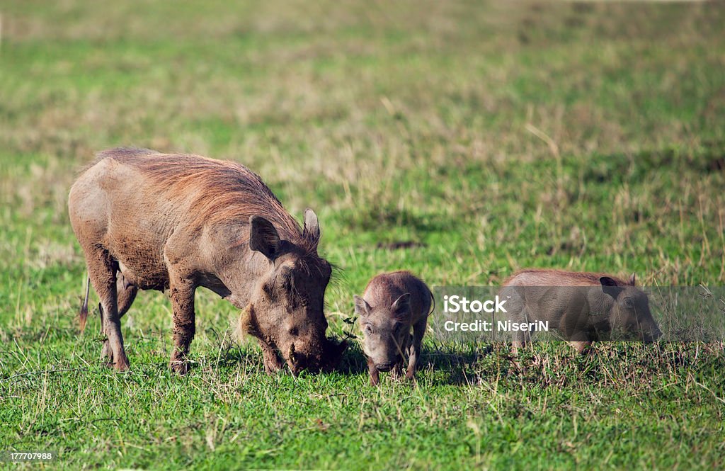 이 사마귀멧돼지 가족 사바나 in Ngorongoro 분화구. - 로열티 프리 국가 관광명소 스톡 사진
