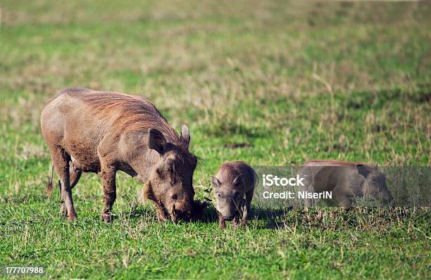 이 사마귀멧돼지 가족 사바나 In Ngorongoro 분화구 국가 관광명소에 대한 스톡 사진 및 기타 이미지 - 국가 관광명소, 대형, 동물