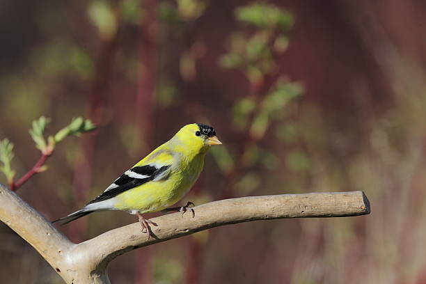 istock American Goldfinch (Carduelis tristis) on a branch. 177708042