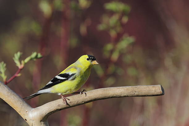 pintassilgo americano (carduelis tristis) uma ramificação ('branch'). - american goldfinch branch perching finch imagens e fotografias de stock